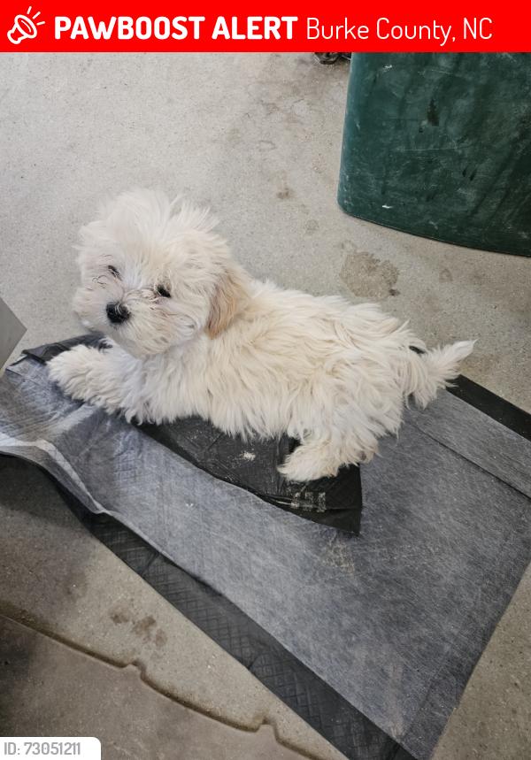 Lost Male Dog last seen Maple grove avenue, Burke County, NC 28612