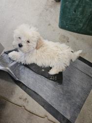 Lost Male Dog last seen Maple grove avenue, Burke County, NC 28612