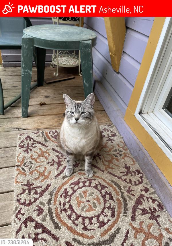 Lost Male Cat last seen Cedar Hill Rd near Aura Vista and Bailey roads, Asheville, NC 28806