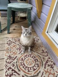Lost Male Cat last seen Cedar Hill Rd near Aura Vista and Bailey roads, Asheville, NC 28806