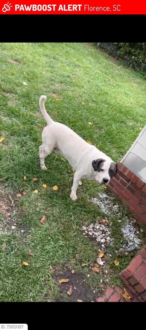 Lost Male Dog last seen Palmetto st , Cherokee rd , evans, Florence, SC 29501