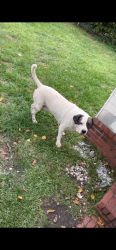 Lost Male Dog last seen Palmetto st , Cherokee rd , evans, Florence, SC 29501
