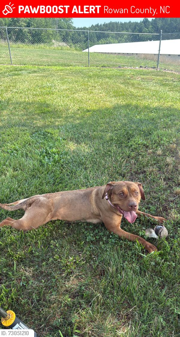 Lost Female Dog last seen Parks road leading to the dollar general, Rowan County, NC 28147