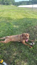 Lost Female Dog last seen Parks road leading to the dollar general, Rowan County, NC 28147