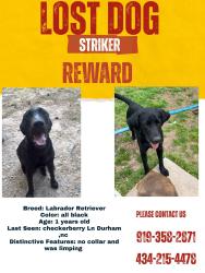 Lost Male Dog last seen Checkerberry Ln , Durham, NC 27703