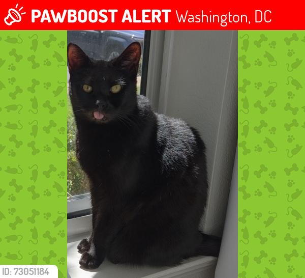 Lost Female Cat last seen Near North Road NW, Washington, DC 20057