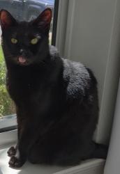 Lost Female Cat last seen Near North Road NW, Washington, DC 20057