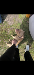 Lost Female Dog last seen Williams Park, Virginia Beach, VA 23455