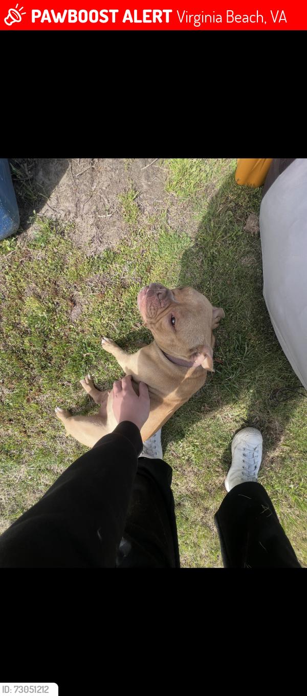 Lost Female Dog last seen Williams Park, Virginia Beach, VA 23455