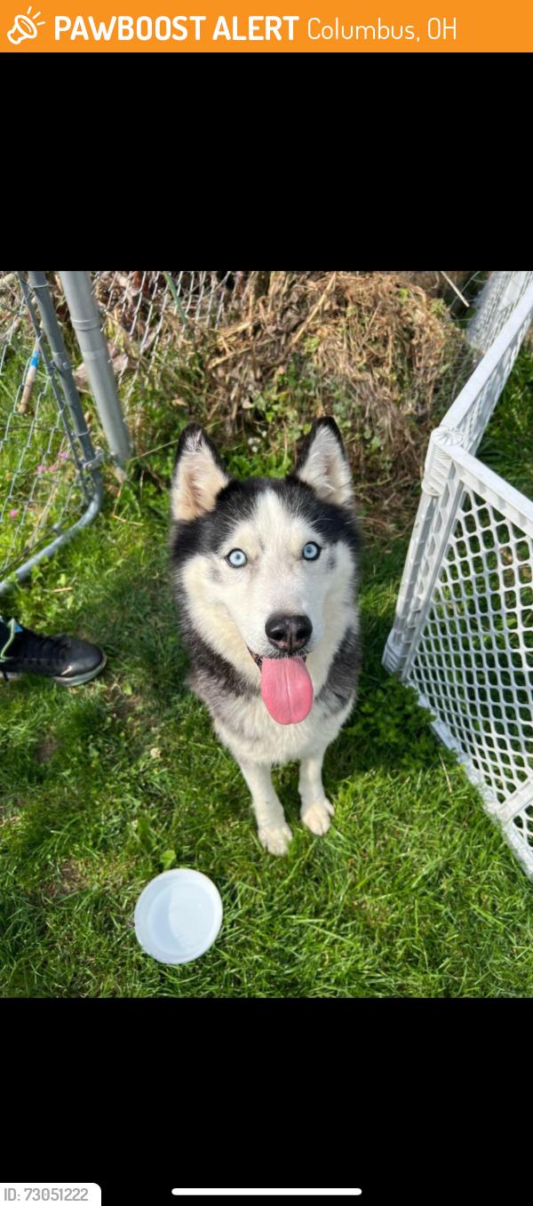 Found/Stray Male Dog last seen carbondale drive , Columbus, OH 43232