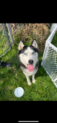 Found/Stray Male Dog last seen carbondale drive , Columbus, OH 43232