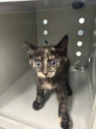 Shelter Stray Female Cat last seen Near Cherry Tree Dr, New Bern, NC, 1639 Old Airport Rd, New Bern, NC 28562, USA
