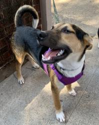 Shelter Stray Male Dog last seen Near Illinois Ave, Central District, TX, 355 Hillshire Dr, Haslet, TX 76052, USA