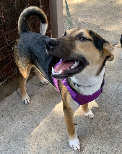 Shelter Stray Male Dog last seen Near Illinois Ave, Central District, TX, 355 Hillshire Dr, Haslet, TX 76052, USA