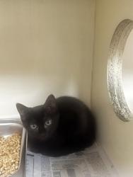 Shelter Stray Female Cat last seen Near Aspen Woods Entry, 30360, GA, 3280 Chamblee Dunwoody Rd, Chamblee, GA 30341, USA