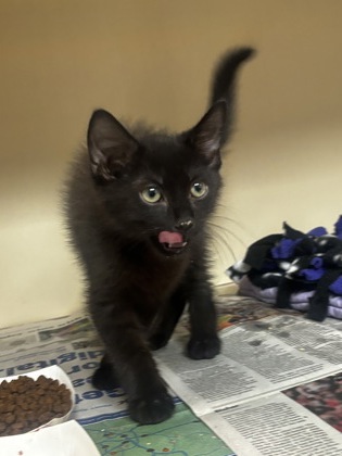 Shelter Stray Male Cat last seen Near Aspen Woods Entry, 30360, GA, 3280 Chamblee Dunwoody Rd, Chamblee, GA 30341, USA