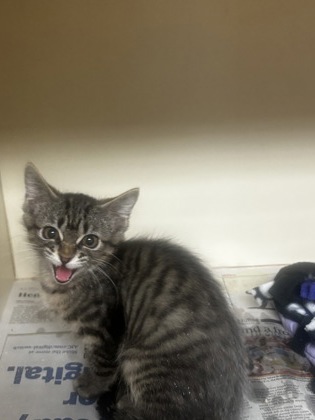 Shelter Stray Female Cat last seen Near Aspen Woods Entry, 30360, GA, 3280 Chamblee Dunwoody Rd, Chamblee, GA 30341, USA