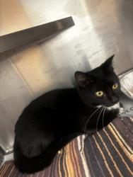 Shelter Stray Male Cat last seen , , GA, 3280 Chamblee Dunwoody Rd, Chamblee, GA 30341, USA