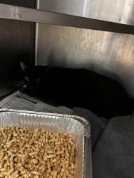 Shelter Stray Female Cat last seen , , GA, 3280 Chamblee Dunwoody Rd, Chamblee, GA 30341, USA