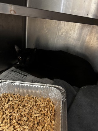 Shelter Stray Female Cat last seen , , GA, 3280 Chamblee Dunwoody Rd, Chamblee, GA 30341, USA