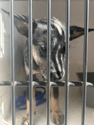 Shelter Stray Male Dog last seen Near E Magnolia Ave, City of Knoxville ASO, TN, 3201 Division St, Knoxville, TN 37919, USA