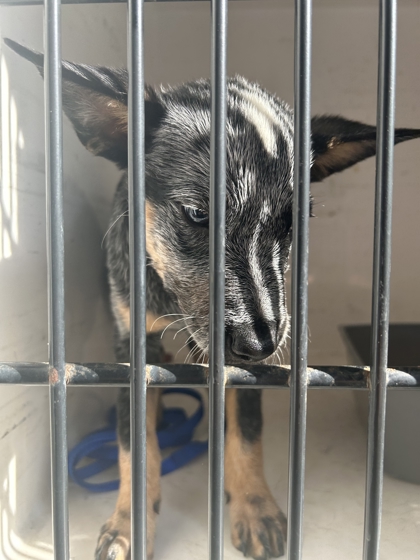 Shelter Stray Male Dog last seen Near E Magnolia Ave, City of Knoxville ASO, TN, 3201 Division St, Knoxville, TN 37919, USA