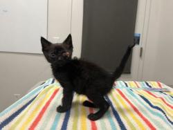Shelter Stray Female Cat last seen Near Drury Avenue, 64127, MO, 7077 Elmwood Ave, Kansas City, MO 64132, USA