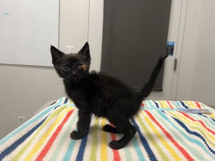Shelter Stray Female Cat last seen Near Drury Avenue, 64127, MO, 7077 Elmwood Ave, Kansas City, MO 64132, USA