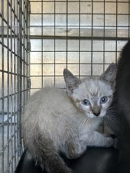 Shelter Stray Unknown Cat last seen Cristie- EV, EVERMAN, TX, 3961 Bluebell Dr, Everman, TX 76140, USA
