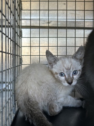 Shelter Stray Unknown Cat last seen Cristie- EV, EVERMAN, TX, 3961 Bluebell Dr, Everman, TX 76140, USA