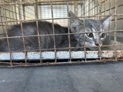 Shelter Stray Unknown Cat last seen Cristie- EV, EVERMAN, TX, 3961 Bluebell Dr, Everman, TX 76140, USA