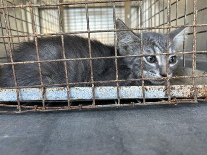 Shelter Stray Unknown Cat last seen Cristie- EV, EVERMAN, TX, 3961 Bluebell Dr, Everman, TX 76140, USA