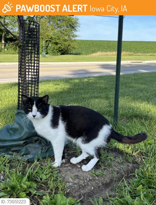 Found/Stray Unknown Cat last seen Arlington and American Legion, Iowa City, IA 52245