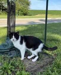 Found/Stray Unknown Cat last seen Arlington and American Legion, Iowa City, IA 52245