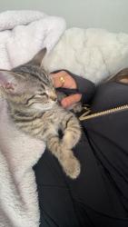 Lost Female Cat last seen Near Shaw Cir Antioch, CA  94509 United States, Antioch, CA 94509
