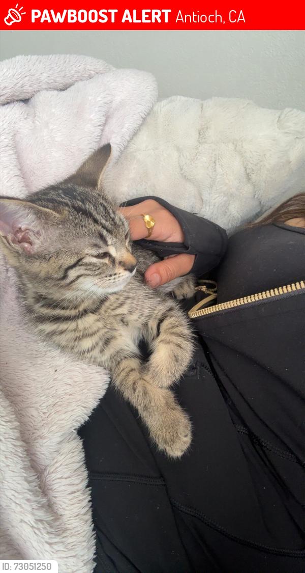 Lost Female Cat last seen Near Shaw Cir Antioch, CA  94509 United States, Antioch, CA 94509