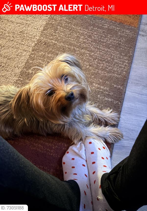 Lost Male Dog last seen 8 mile and Dequindre , Warren, MI 48091