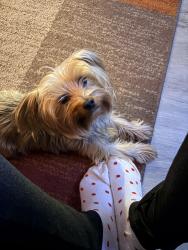 Lost Male Dog last seen 8 mile and Dequindre , Warren, MI 48091