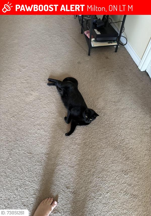Lost Male Cat last seen Savoline and Pringle , Milton, ON L9T 7M3