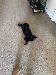 Lost Male Cat last seen Savoline and Pringle , Milton, ON L9T 7M3