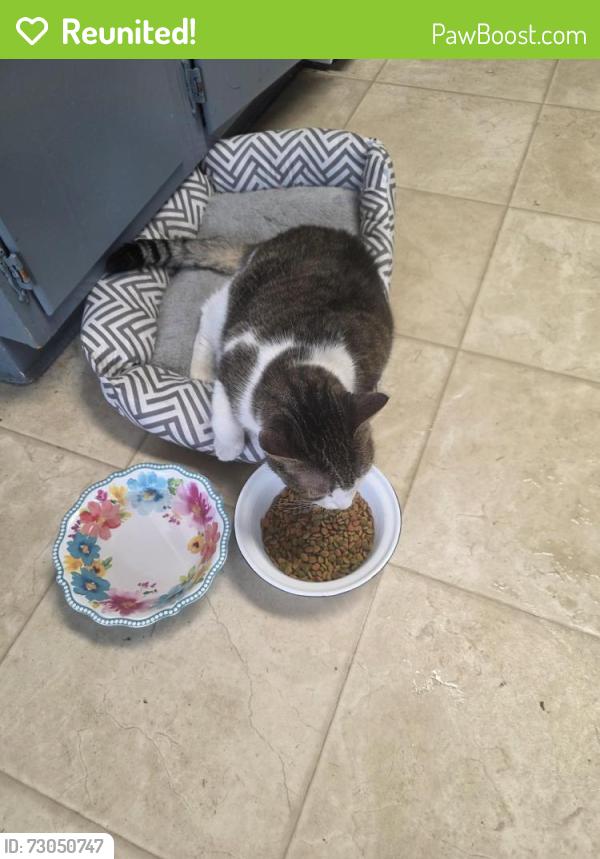 Reunited Female Cat last seen Holden st and ensign , West Wyoming, PA 18644