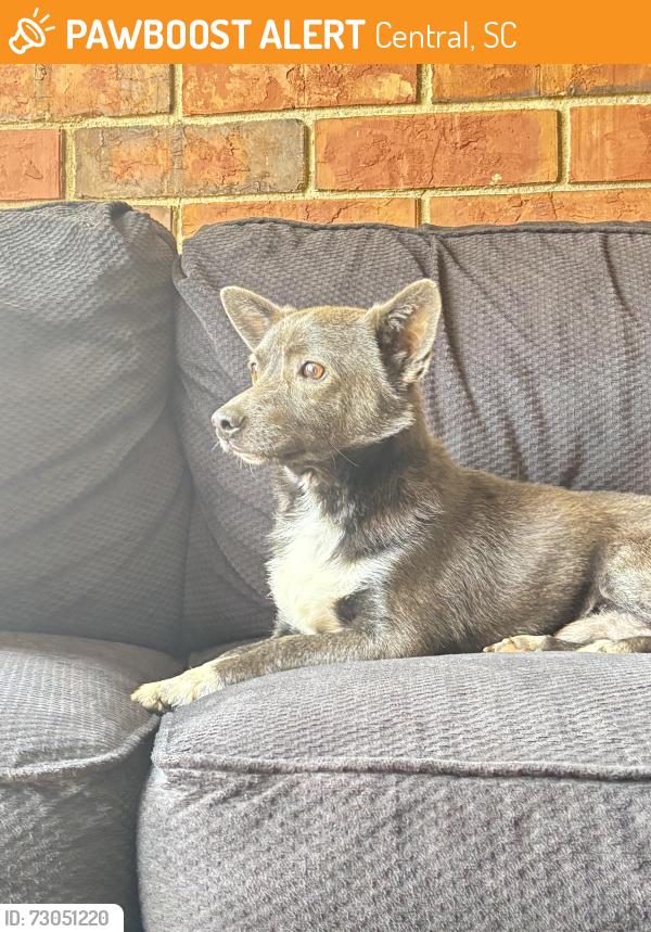 Found/Stray Male Dog last seen Near Regency at Clemson, Central, SC 29631
