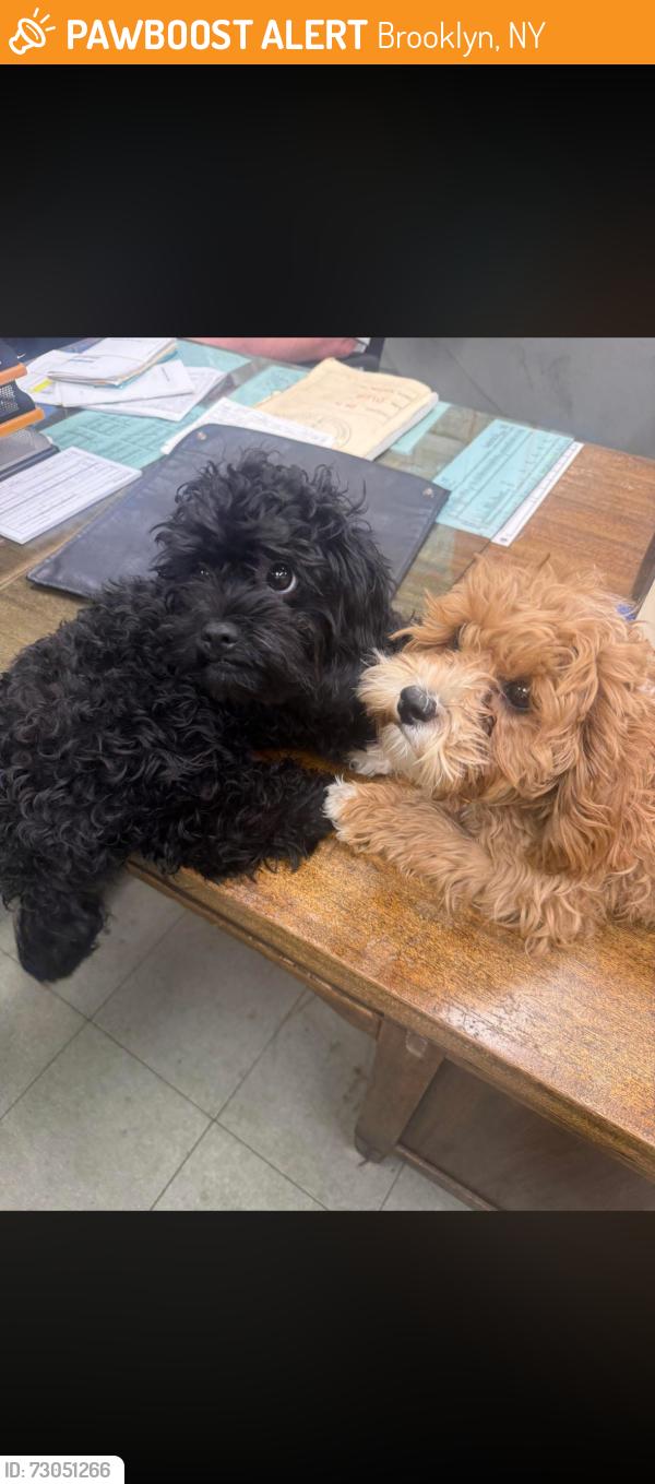 Found/Stray Female Dog last seen East New York avenue , Brooklyn, NY 11207