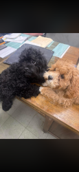 Found/Stray Female Dog last seen East New York avenue , Brooklyn, NY 11207