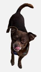 Lost Male Dog last seen 28th and A street , San Diego, CA 92102