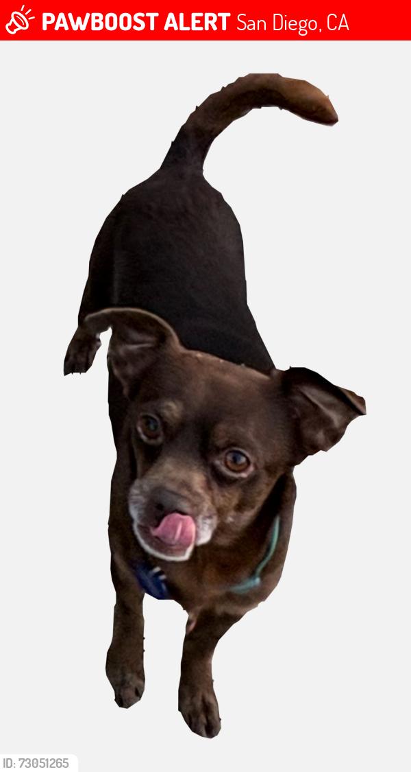 Lost Male Dog last seen 28th and A street , San Diego, CA 92102