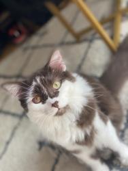 Reunited Male Cat last seen Near St Paul Ave, St Paul, MN 55116, USA, Saint Paul, MN 55116