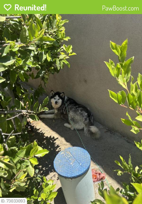 Reunited Female Dog last seen Near Soboba Rd, San Jacinto, CA 92583, USA, San Jacinto, CA 92583
