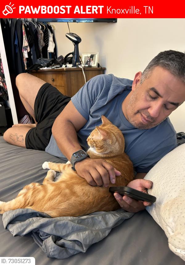 Lost Male Cat last seen Asheville hwy and strawberry plains, Knoxville, TN 37924