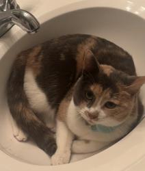 Lost Female Cat last seen Frowein road , East Moriches, NY 11940